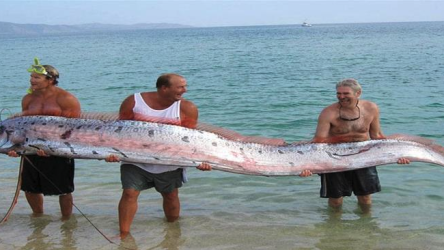 fish